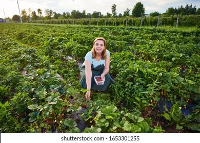 Woman Farmer Working In A Strawberry Field. Worker Picks Strawberries