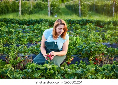 Woman Farmer Working In A Strawberry Field. Worker Picks Strawberries