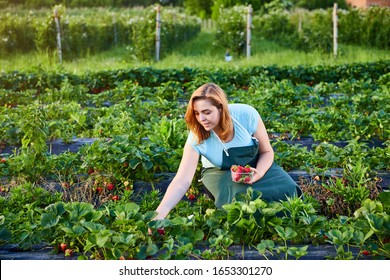 Woman Farmer Working In A Strawberry Field. Worker Picks Strawberries