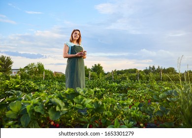 Woman Farmer Working In A Strawberry Field. Worker Picks Strawberries