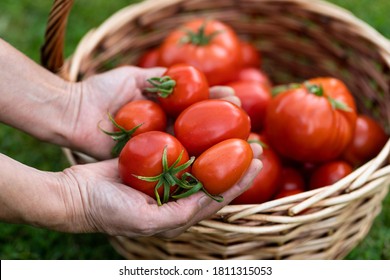 Woman farmers hands holding harvested tomatoes, basket of freshly picked tomatoes on green grass. 