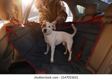 Woman Fastening Her Cute Jack Russel Terrier Dog With Safety Belt In Bag Carrier Inside Car. Pet Accessory