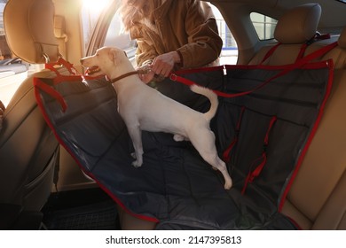 Woman Fastening Her Cute Jack Russel Terrier Dog With Safety Belt In Bag Carrier Inside Car. Pet Accessory