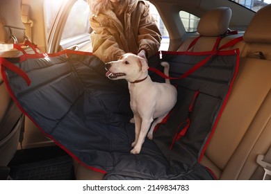 Woman Fastening Her Cute Jack Russel Terrier Dog With Safety Belt In Bag Carrier Inside Car. Pet Accessory