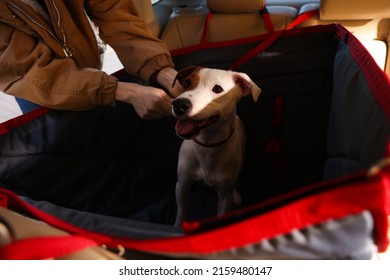 Woman Fastening Her Cute Jack Russel Terrier Dog With Safety Belt In Bag Carrier Inside Car. Pet Accessory