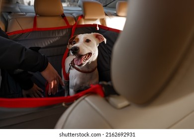 Woman Fastening Her Cute Jack Russel Terrier Dog With Safety Belt In Bag Carrier Inside Car. Pet Accessory