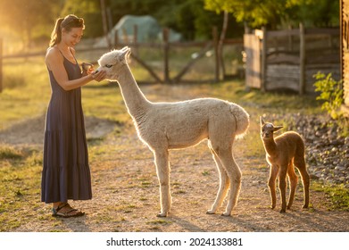 Woman Feeding Alpacas At Farm - Sunset Lights