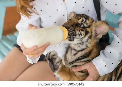 Woman Feeding Baby Tiger.