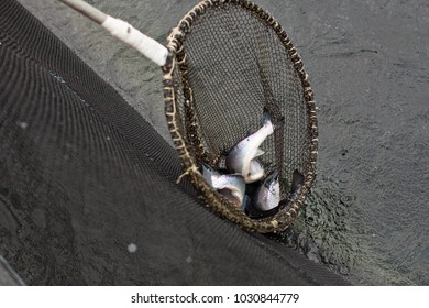 A Woman  Feeding  Big Atlantic Salmon Fish At Salmon Fish Farm -Hardanger Fjord,Norway 19-09-2013