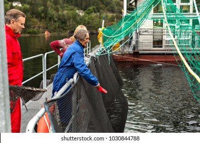 A Woman  Feeding  Big Atlantic Salmon Fish At Salmon Fish Farm -Hardanger Fjord,Norway 19-09-2013