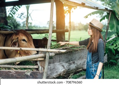 Woman feeding cows in farm. she wearing brown hat and jeans. - Shutterstock ID 708796360