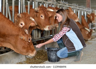 Woman Feeding Cows Inside The Barn