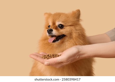 Mujer que alimenta al perro pomeraniano lindo en el fondo beige, primer plano