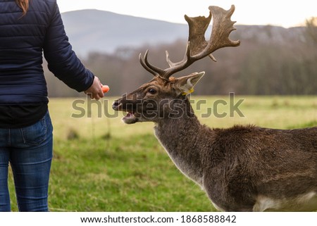 The woman feeding deer, in Phoenix Park, Dublin, Ireland