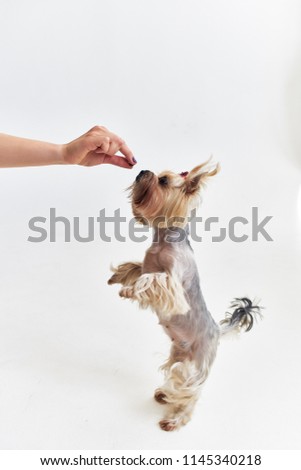     woman feeding a dog                            