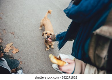 Woman Feeding A Dog In The Street