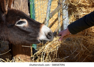 Woman Feeding Donkey In Cyprus 