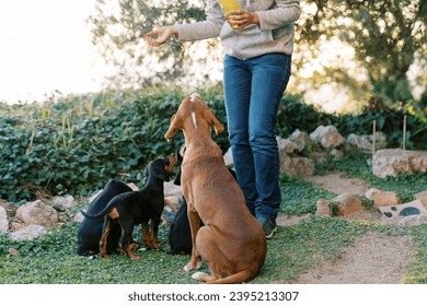 Woman feeding dry food to mother dog and puppies in park. Cropped. Faceless