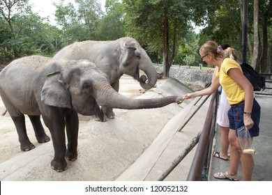 Woman feeding the elephant bananas at the zoo