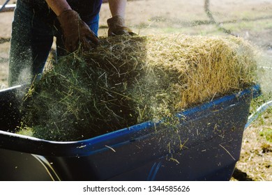 Woman feeding flakes of alfalfa hay on farm, shows concept of person performing manual labor for agriculture.