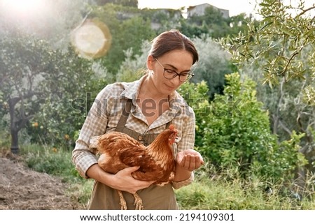 Woman feeding hens from hand in the farm. Free-grazing domestic hen on a traditional free range poultry organic farm. Adult chicken walking on the soil.