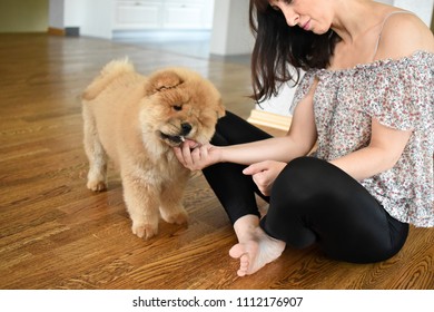 Woman Feeding Her Dog. Woman Giving Food To Little Chow Chow Puppy