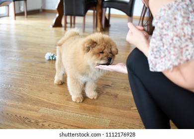 Woman Feeding Her Dog. Woman Giving Food To Little Chow Chow Puppy