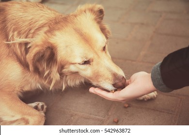 Woman Feeding Homeless Dog On The Street, Closeup