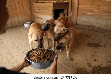 Woman feeding homeless dogs in animal shelter. Concept of volunteering - Powered by Shutterstock