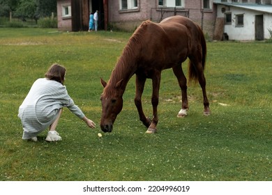 Woman feeding a horse, nature vacation - Shutterstock ID 2204996019