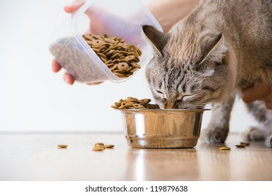 Woman Feeding Hungry Pet Cat