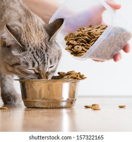 Woman Feeding Hungry Pet Cat