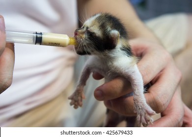 Woman Feeding Newborn Kitten.