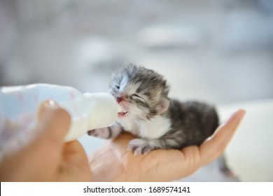 Woman Feeding Newborn Kitten With Bottle Of Milk Over White Background