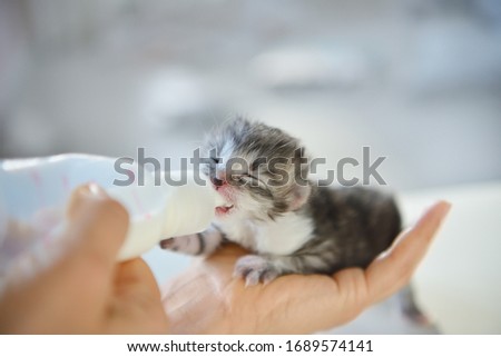 Woman feeding newborn kitten with bottle of milk over white background