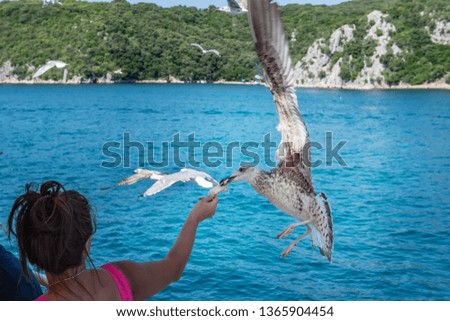Woman feeding seagulls. Seagulls fly across the sky to take food from the hands of women