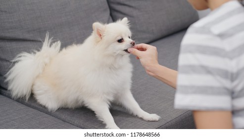 Woman Feeding Snack To Her Dog