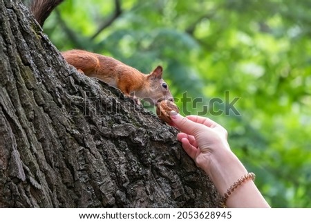 A woman feeding a squirrel in the summer park. Squirrel eats nuts from the girls hand.