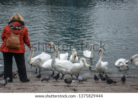 The woman feeding swans and pigeons near the water of the Baltic sea. Wildlife birds background