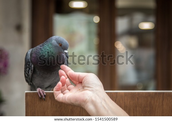 ベンチで飼い慣らされたピドンを食べ 触る女性 の写真素材 今すぐ編集