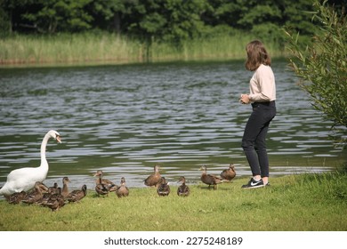 woman feeds ducks and swan - Powered by Shutterstock