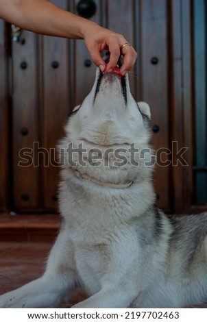 a woman feeds her dog, a Siberian husky, a piece of watermelon, while she bites in perfect synchronicity without hurting her