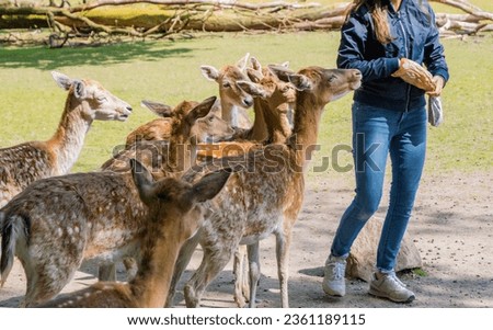 A woman feeds roe deer in a petting zoo, human interaction with wild animals, a flock of roe deer. Man and nature, environmental protection, animal care