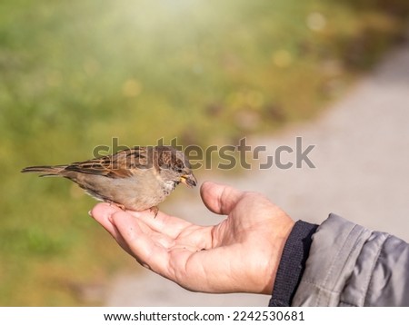 A woman feeds sparrow from the palm of her hand. A bird sits on a woman's hand and eats seeds. Caring for animals in autumn or winter.