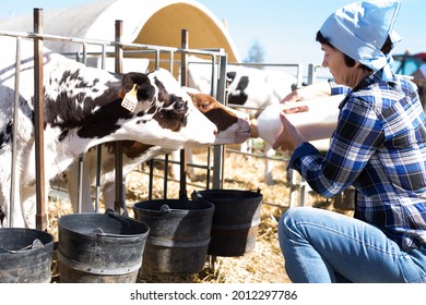 Woman Feeds Two Week Old Calf From Bottle With Dummy