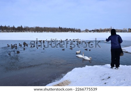 A woman feeds wild birds on the city lake on a winter day