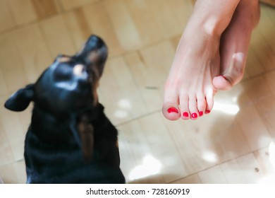 Woman Feet And Dog Pow On Floor. Top View Part Of Body. Joyful And Cute Fun.