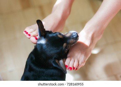 Woman Feet And Dog Pow On Floor. Top View Part Of Body. Joyful And Cute Fun.