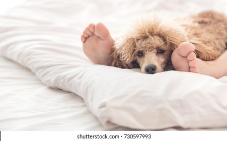 how much sleep do poodles need