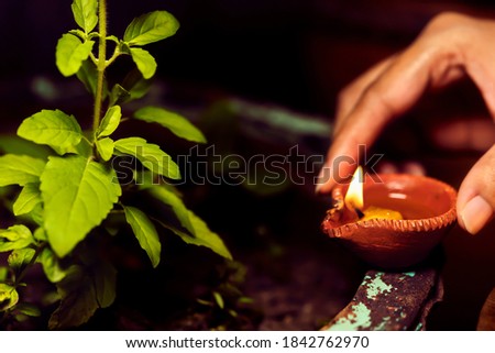 Woman or female hand holding diya and giving or putting it near sacred tulsi or basil plant. Background for Hindu ritual, belief, ritualistic worship, offering, culture.